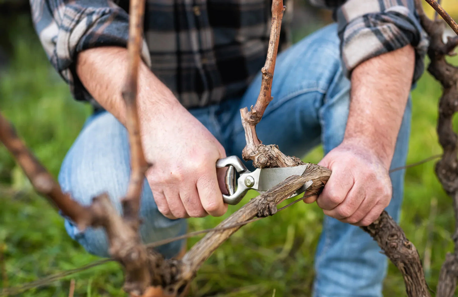 Why You Shouldn't Smoke Food with Grape Vines or Lilac