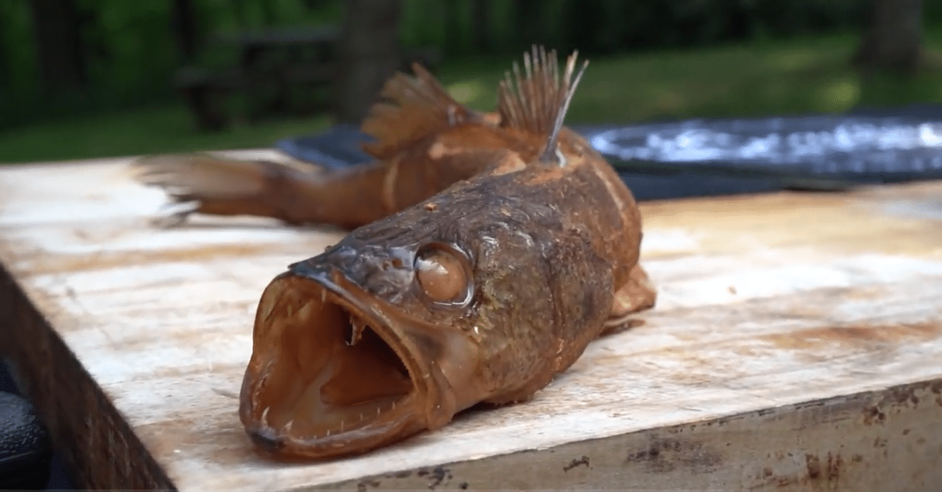 How to Make Smoked Walleye